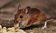24 Hour & Emergency Exterminators in State Departments Of Ohio, OH